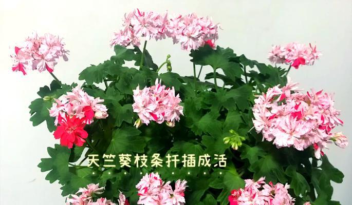 天竺葵怎么扦插不活？提高扦插成功率的秘诀？