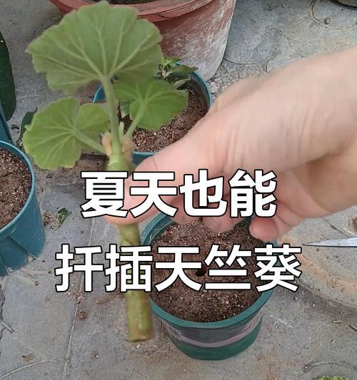 天竺葵怎么扦插不活？提高扦插成功率的秘诀？