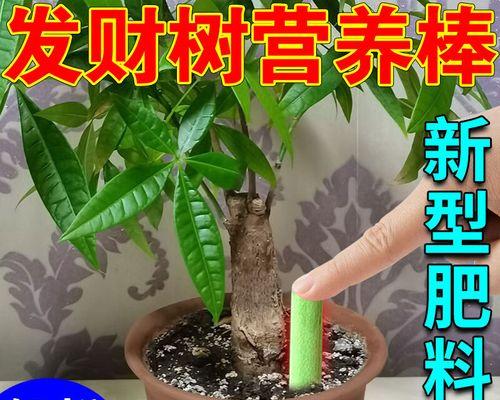 未生根植物叶子发黄应如何处理？