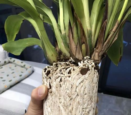 未生根植物叶子发黄应如何处理？