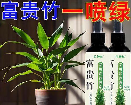 未生根植物叶子发黄应如何处理？