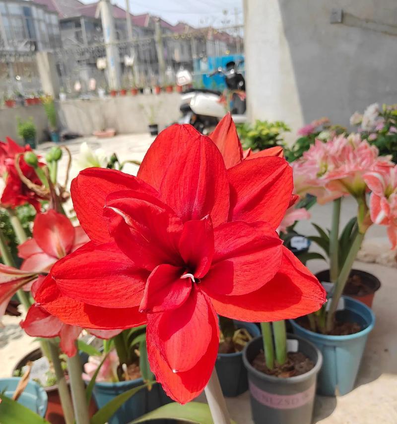 双马戏团朱顶红初开的颜色是什么？有何特点？