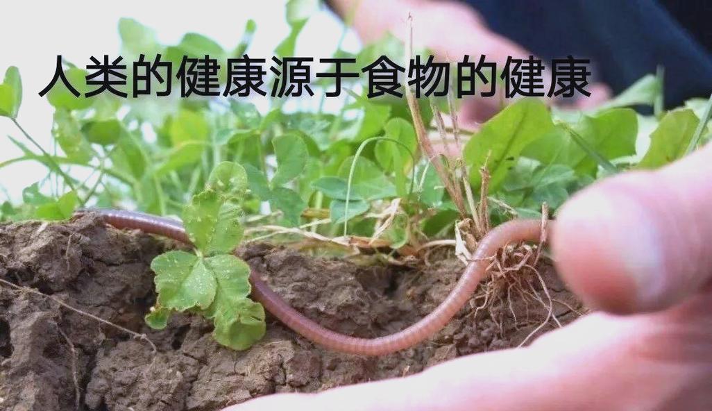 施肥技巧有哪些常见误区？