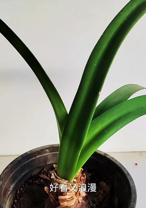 没有花盆时如何种植朱顶红？有哪些替代种植方法？