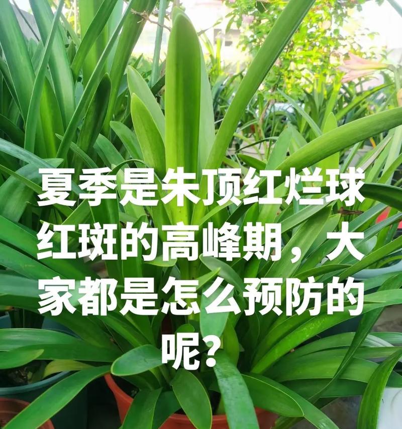 没有花盆时如何种植朱顶红？有哪些替代种植方法？