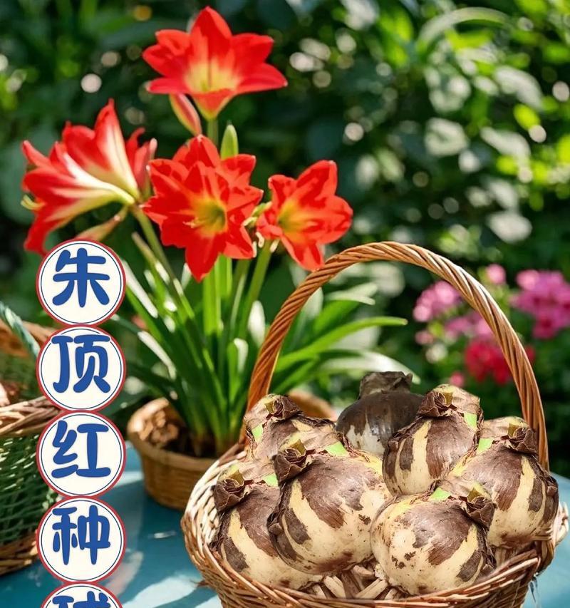 没有花盆时如何种植朱顶红？有哪些替代种植方法？