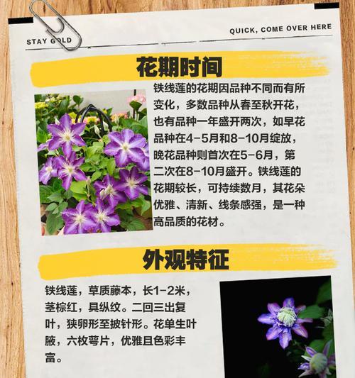 铁线莲冬季换土的最佳时机和方法是什么？