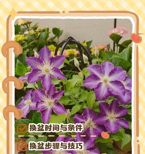 铁线莲冬季换土的最佳时机和方法是什么？