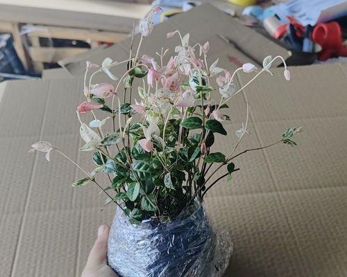 夏天露天盆景怎么养护？有哪些特别的注意事项？