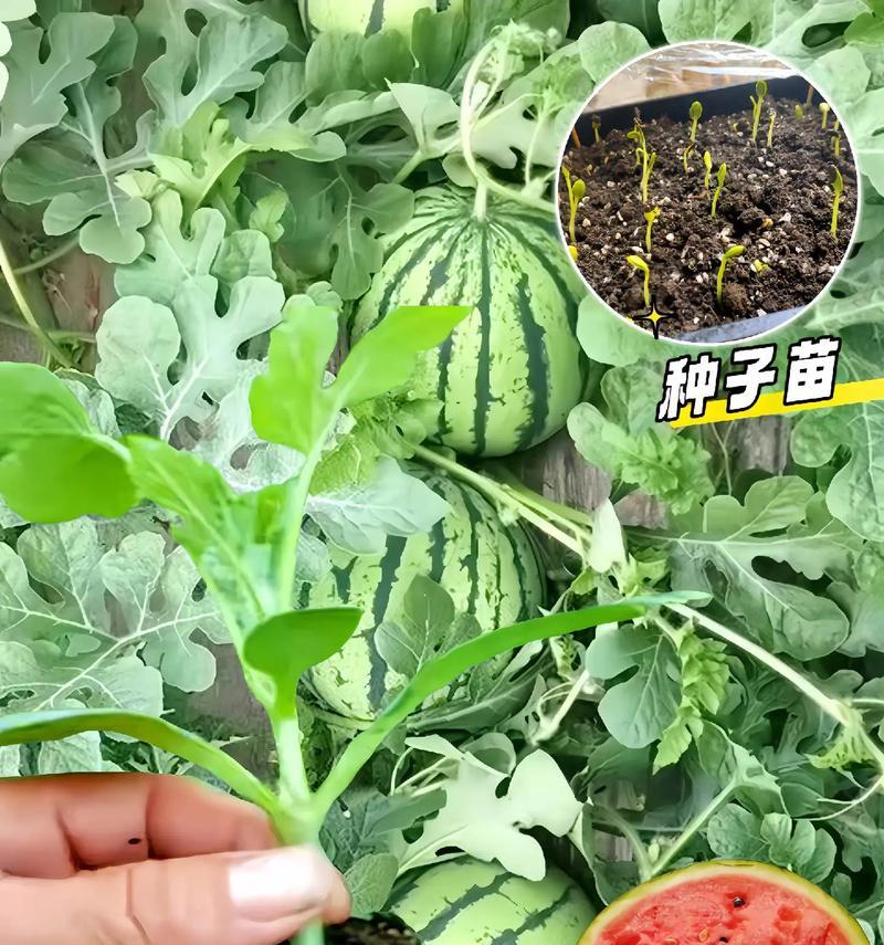 蛇瓜苗叶子发黄的处理方法是什么？