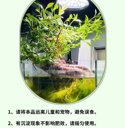 杨梅老桩栽培的关键技术要点是什么？