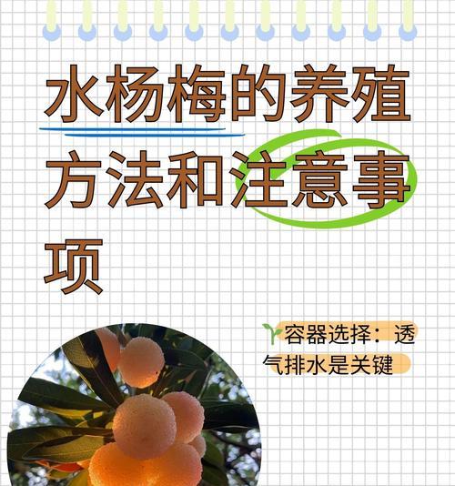 杨梅老桩栽培的关键技术要点是什么？