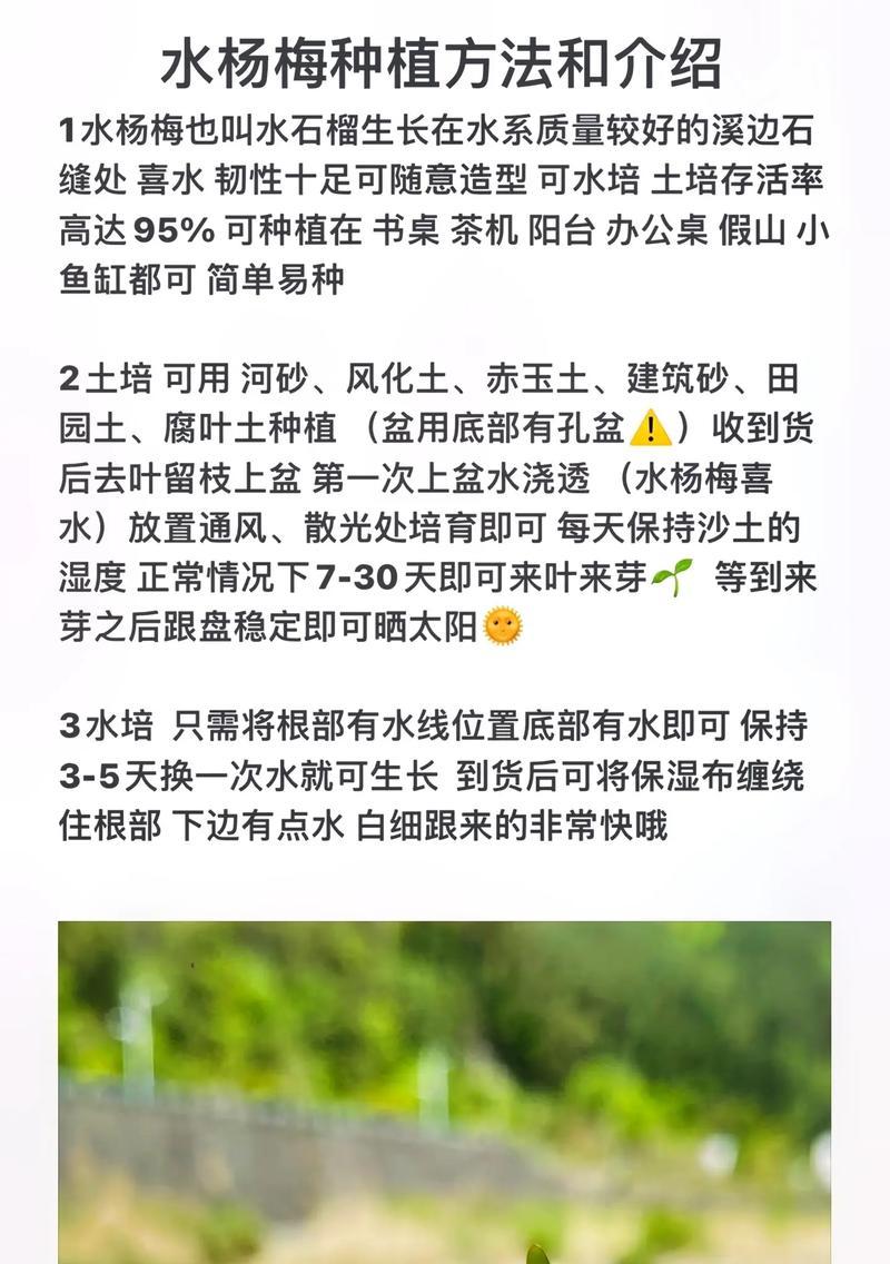 杨梅老桩栽培的关键技术要点是什么？