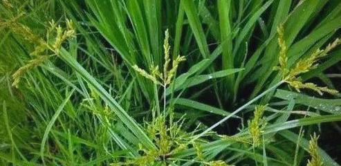 杂草栽培技术包括哪些要点？如何有效管理杂草栽培？