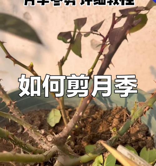 老桩出胶月季的修剪方法是什么？
