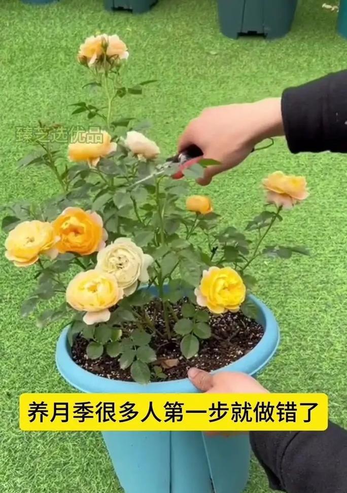 月季老根护根的养护方法是什么？