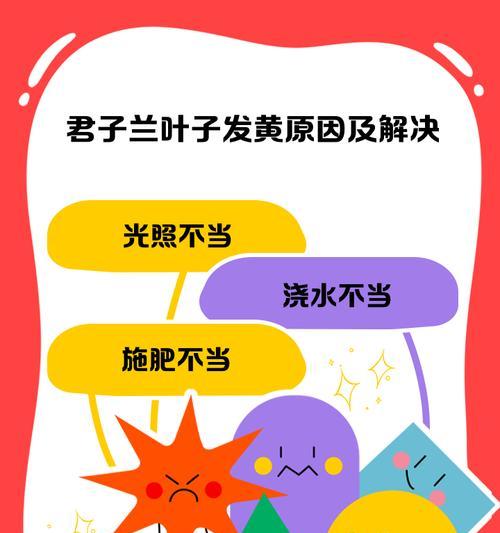 君子兰叶子夹了一半是什么原因？如何解决君子兰叶子夹一半的问题？