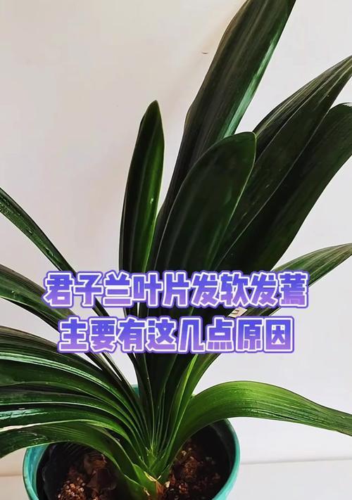 君子兰叶子夹了一半是什么原因？如何解决君子兰叶子夹一半的问题？