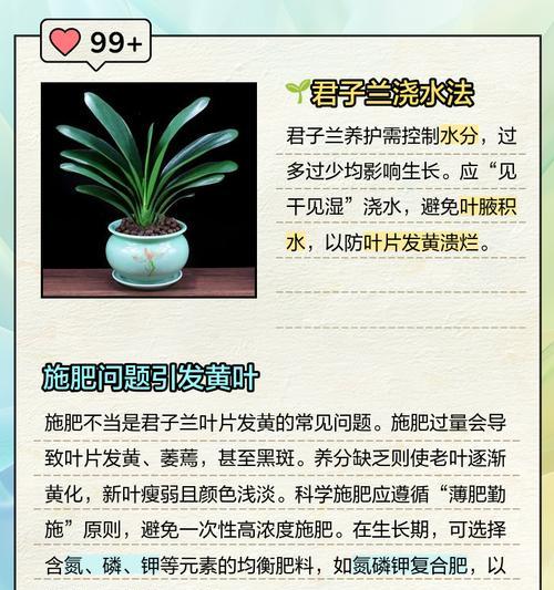 君子兰叶子夹了一半是什么原因？如何解决君子兰叶子夹一半的问题？