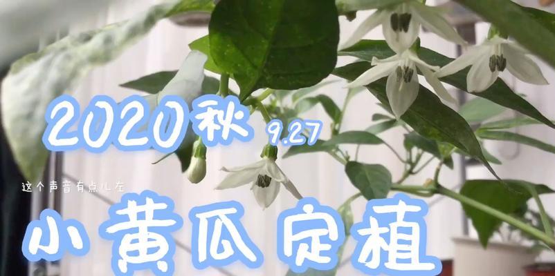 鸡翅树苗盆景的养护技巧有哪些？