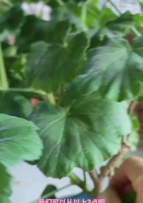重瓣天竺葵黄叶的原因是什么？如何防治？