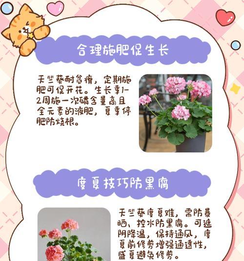 沙土中如何正确养护天竺葵？