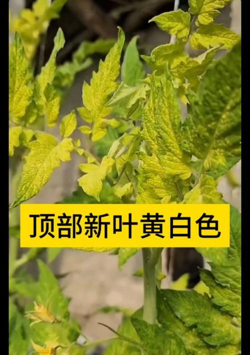 柿子树叶子发黄并掉落的解决方法是什么？