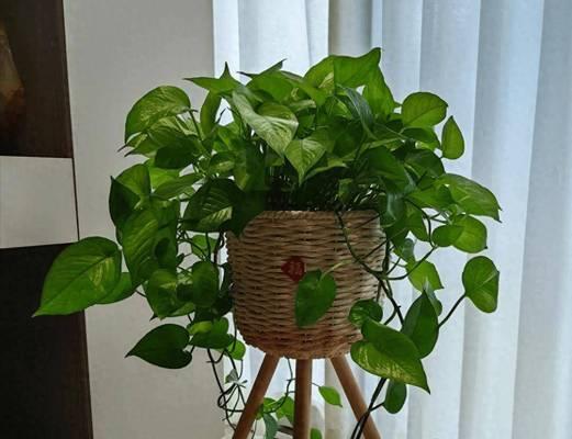 阳台适合摆放哪些类型的花卉？
