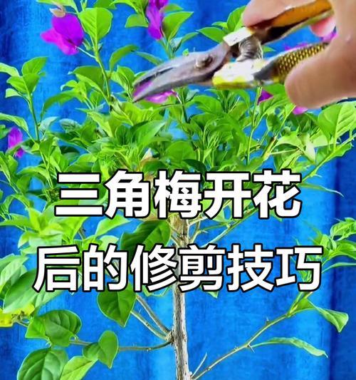 三角梅嫁接后修剪步骤是什么？