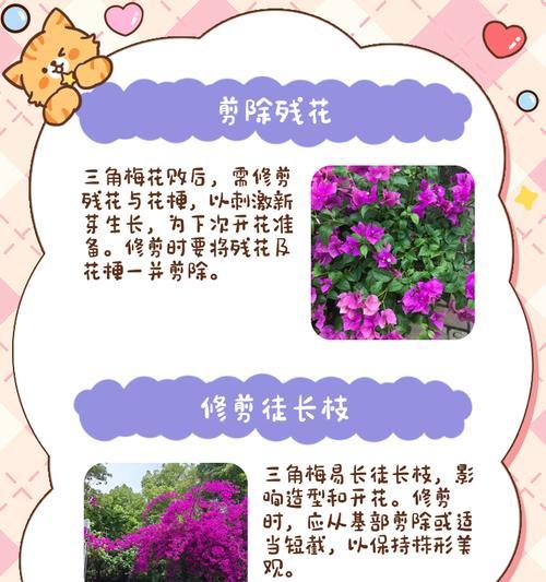 三角梅嫁接后修剪步骤是什么？