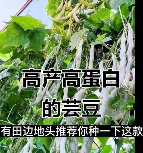 芸豆栽培技术要点是什么？如何提高芸豆产量？