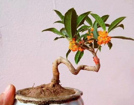 月季桂花盆景的养护技巧是什么？