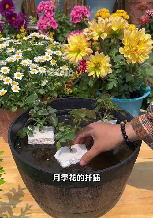 月季桂花盆景的养护技巧是什么？