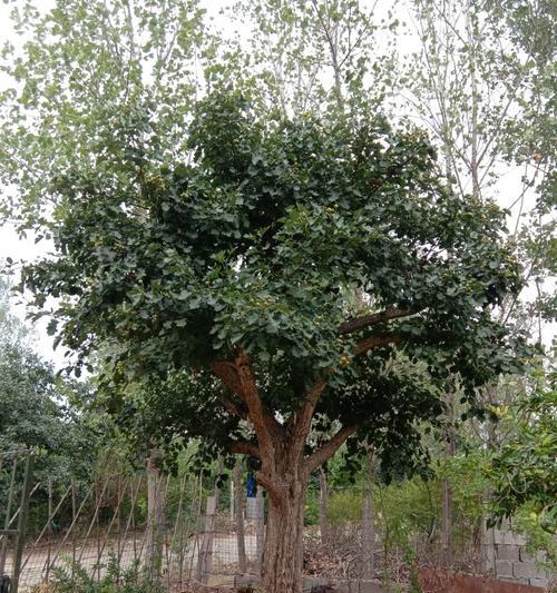 盆栽山楂树叶子发黄怎么办？有哪些有效的补救措施？