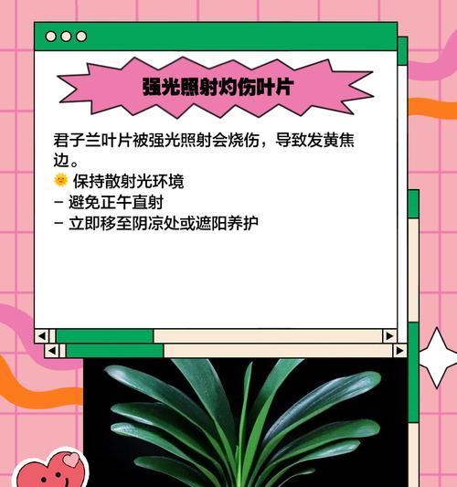 君子兰黄叶了怎么办？补救措施是什么？