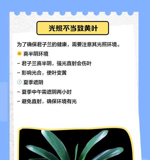 君子兰黄叶了怎么办？补救措施是什么？
