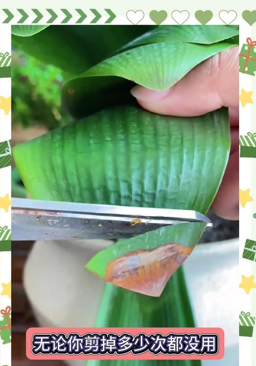君子兰黄叶了怎么办？补救措施是什么？
