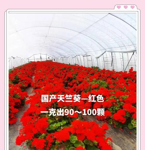 红色天竺葵苗的养护要点是什么？