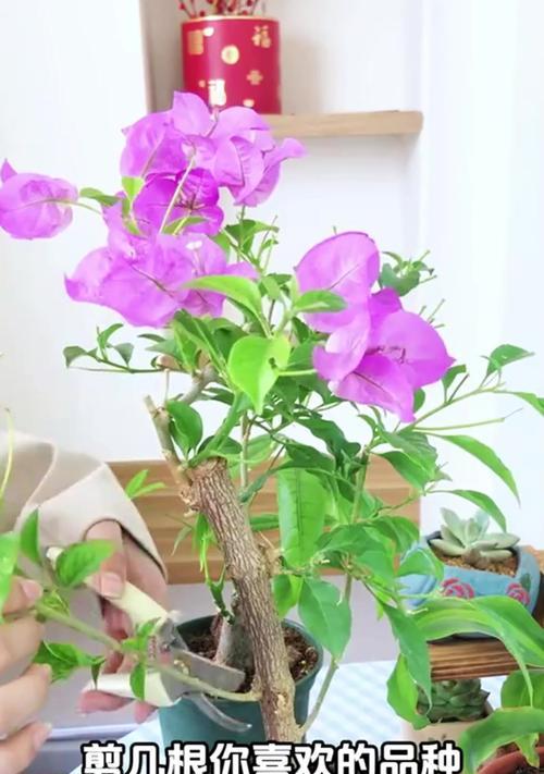 扦插三角梅促进开花的方法是什么？