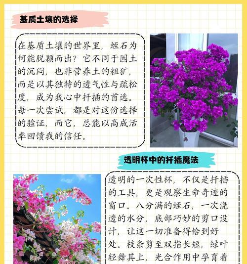 扦插三角梅促进开花的方法是什么？