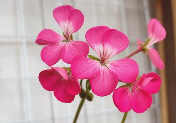 天竺葵红郁开花美吗？正确的养护方法是什么？