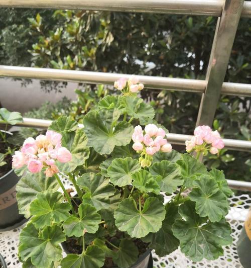 天竺葵红郁开花美吗？正确的养护方法是什么？