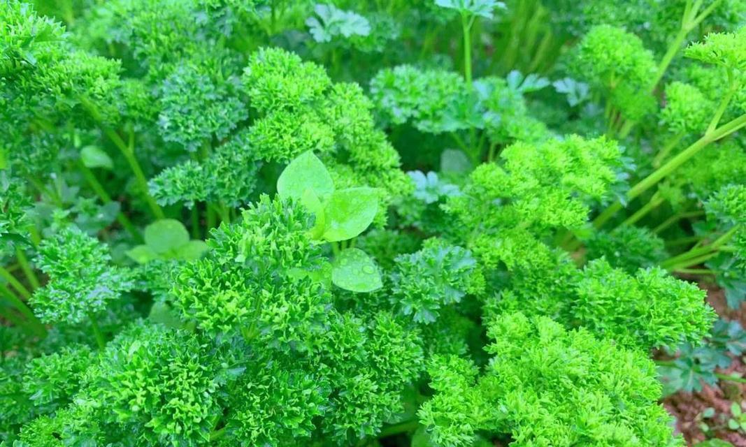 香草植物有哪些特征？