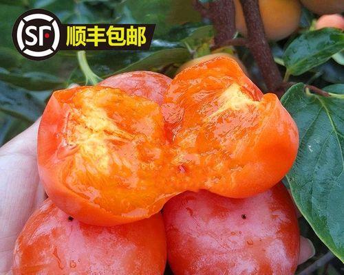新栽柿子树的正确浇水方法是什么？如何为新栽的柿子树浇水？
