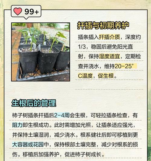 新栽柿子树的正确浇水方法是什么？如何为新栽的柿子树浇水？