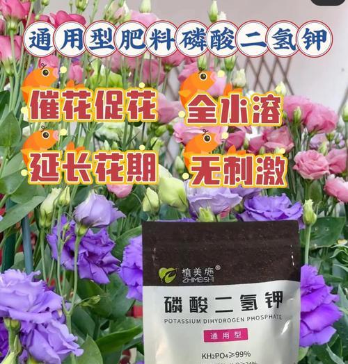 自制家养网红植物肥料的方法？