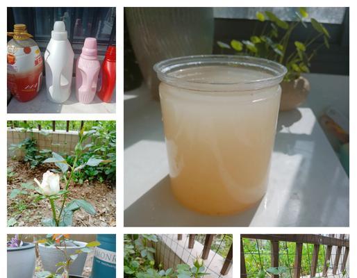 自制家养网红植物肥料的方法？