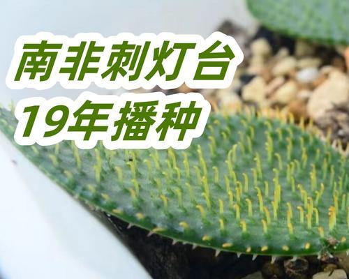 烛台观赏植物有哪些推荐？