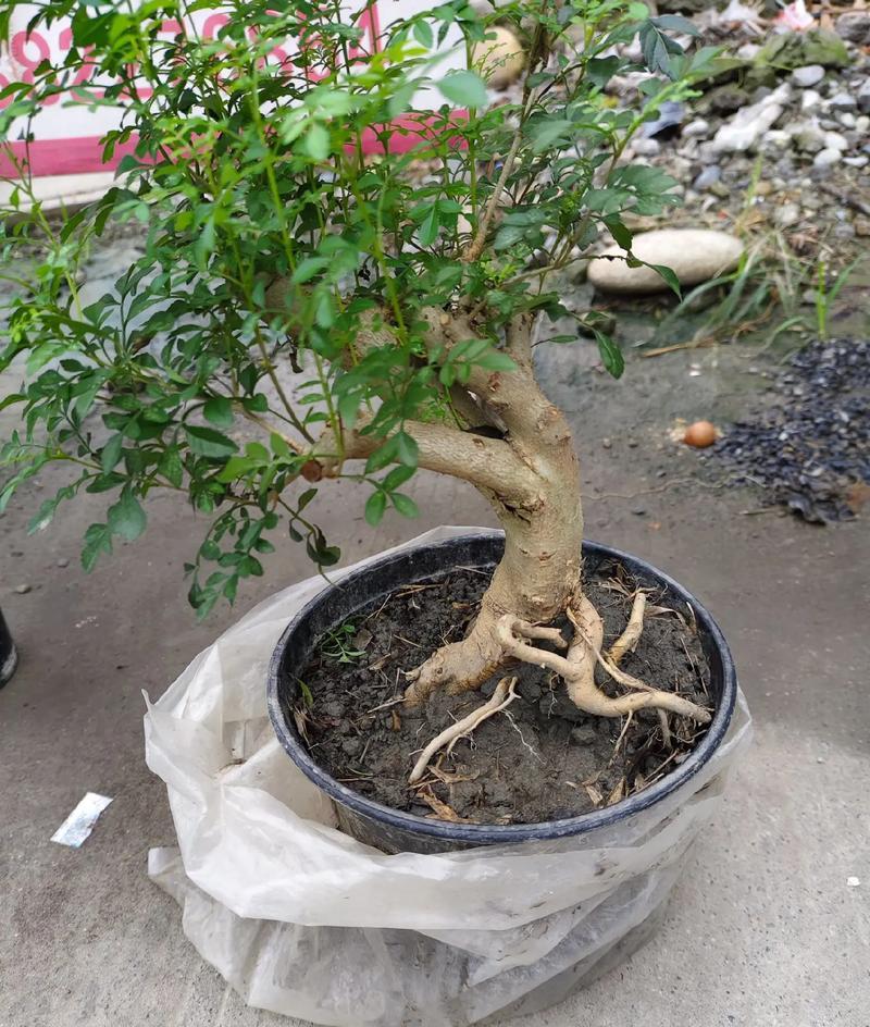 何首乌盆景怎么造景？有哪些步骤和技巧？