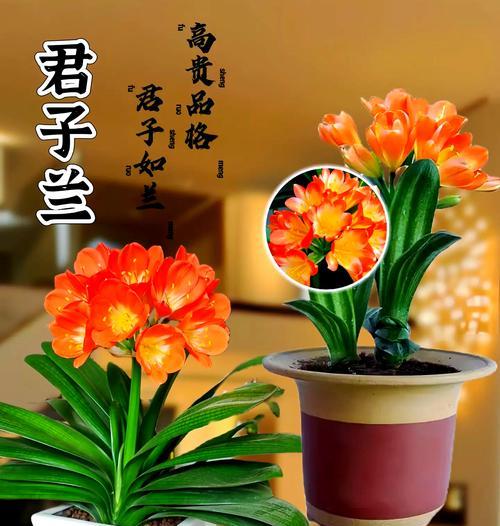 君子兰叶子发白是什么意思？出门白君子兰的寓意是什么？